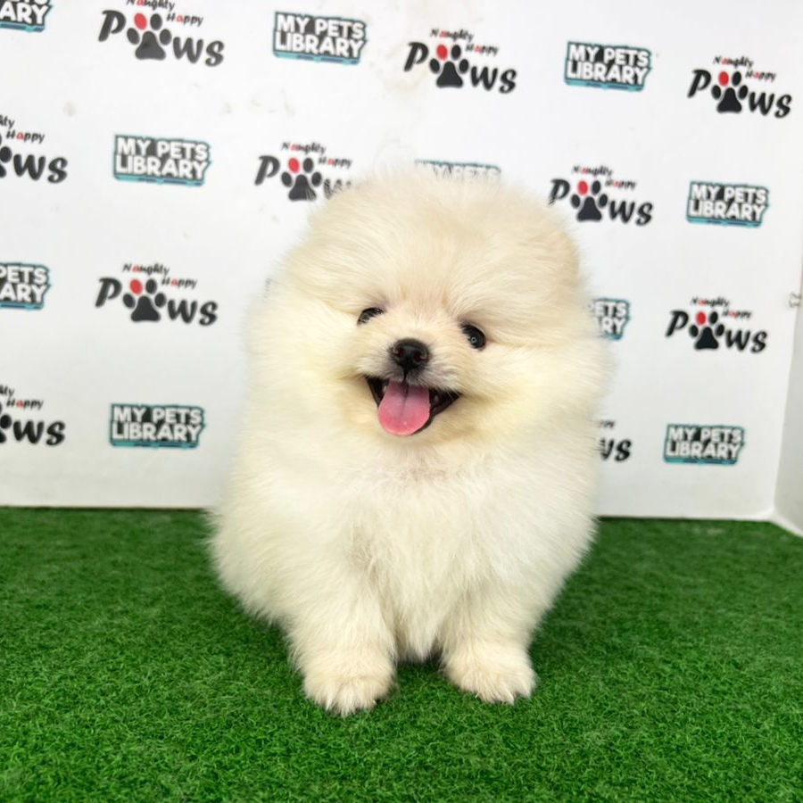 Pomeranian Puppy (Female) For Sale