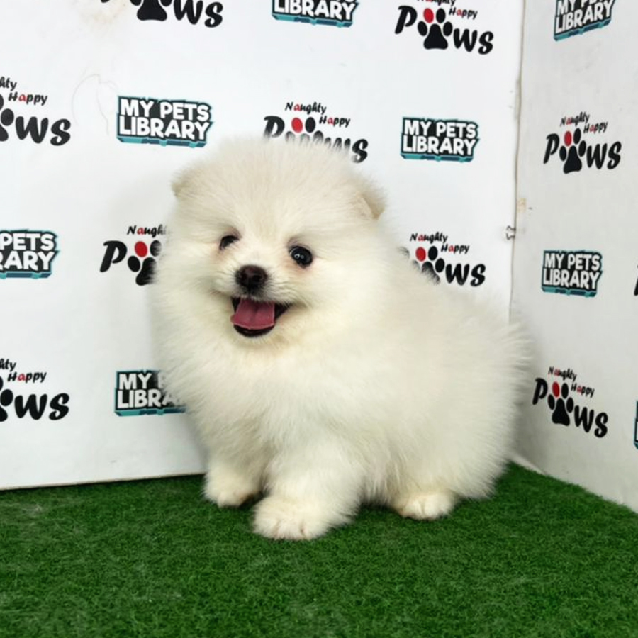 Pomeranian Puppy (Male) For Sale