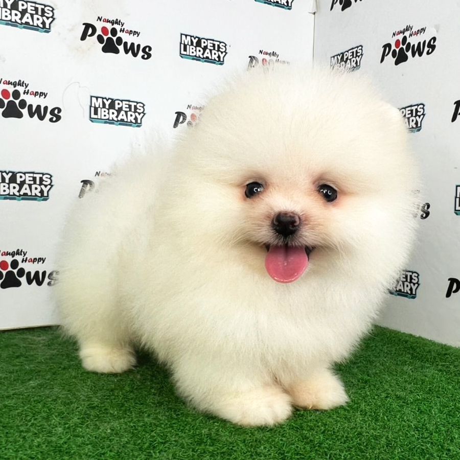 Pomeranian Puppy (Male) For Sale