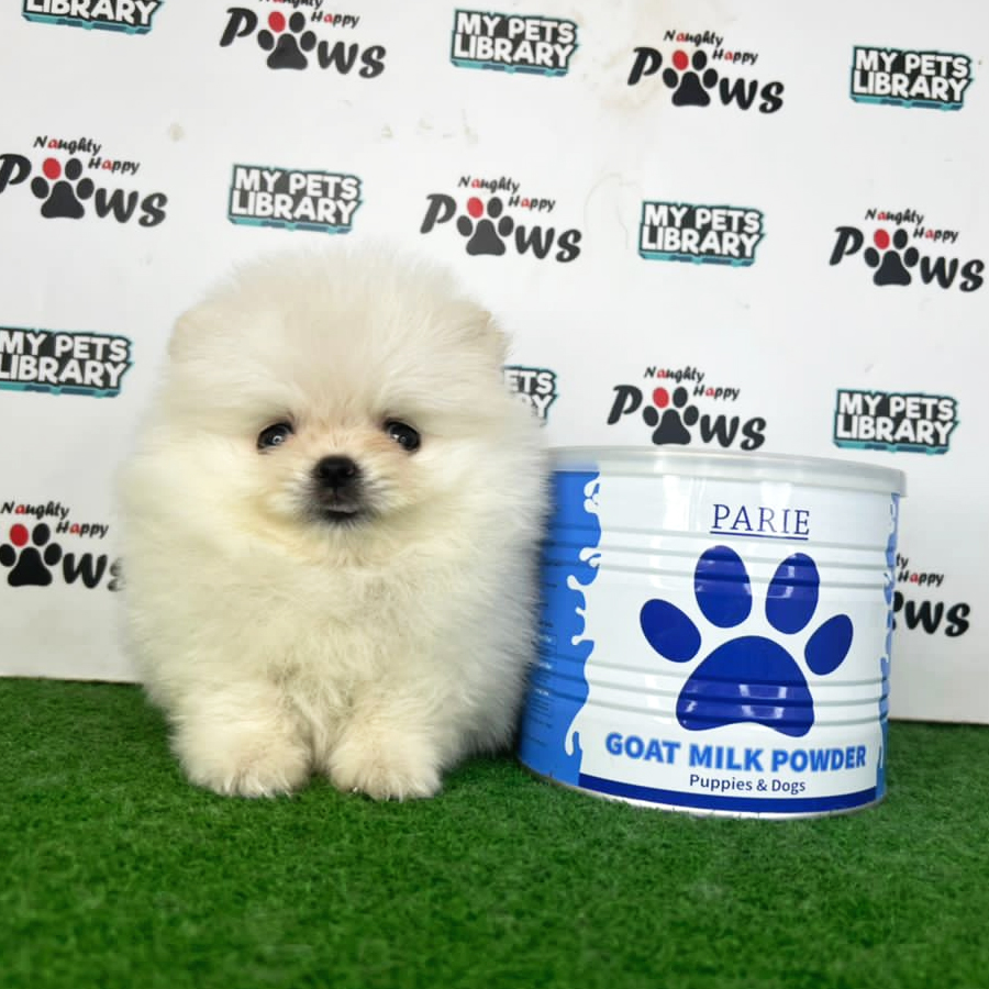 Pomeranian Puppy (Male) For Sale