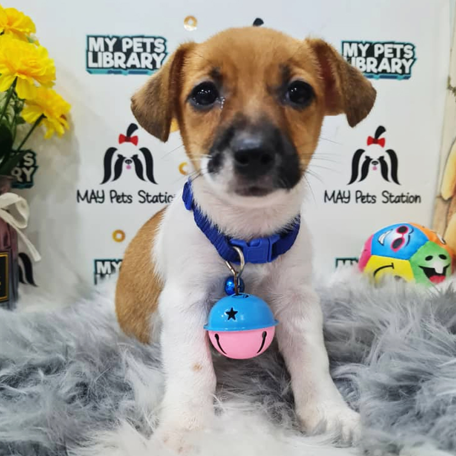 Jack Russell Puppy (Female) For Sale