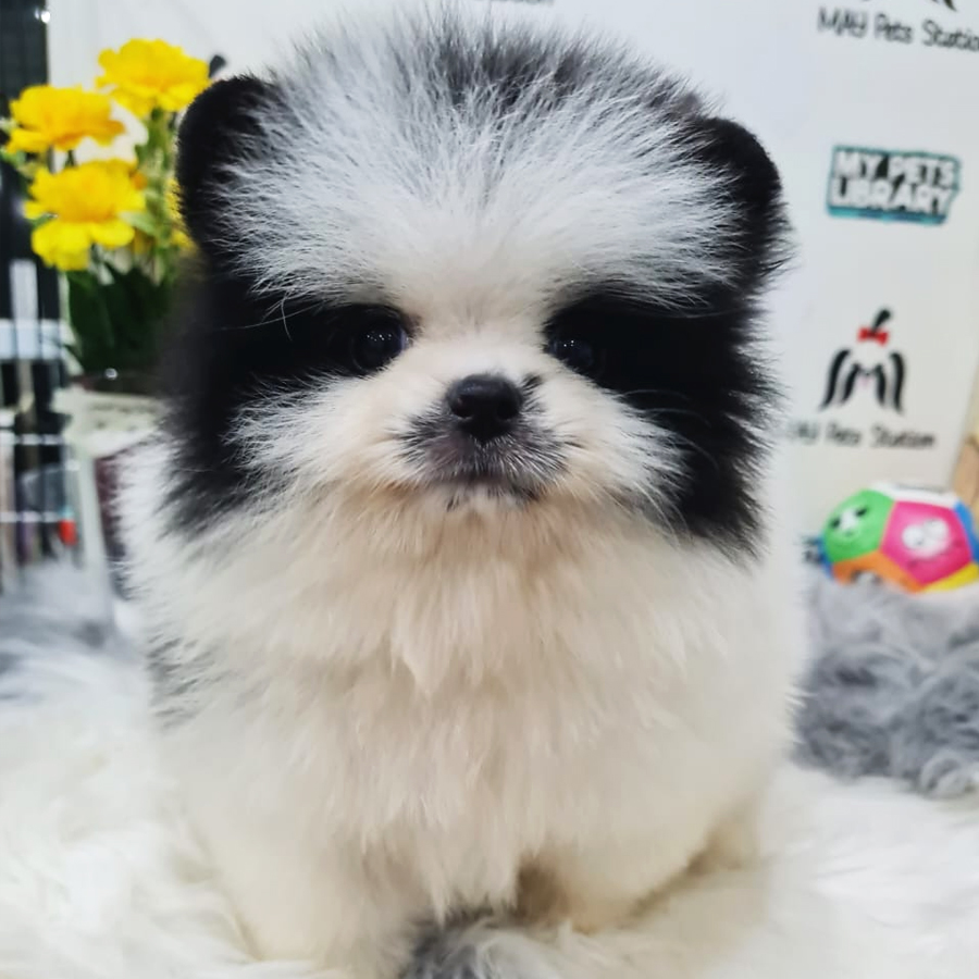 Tiny Pomeranian Puppy (Male) For Sale
