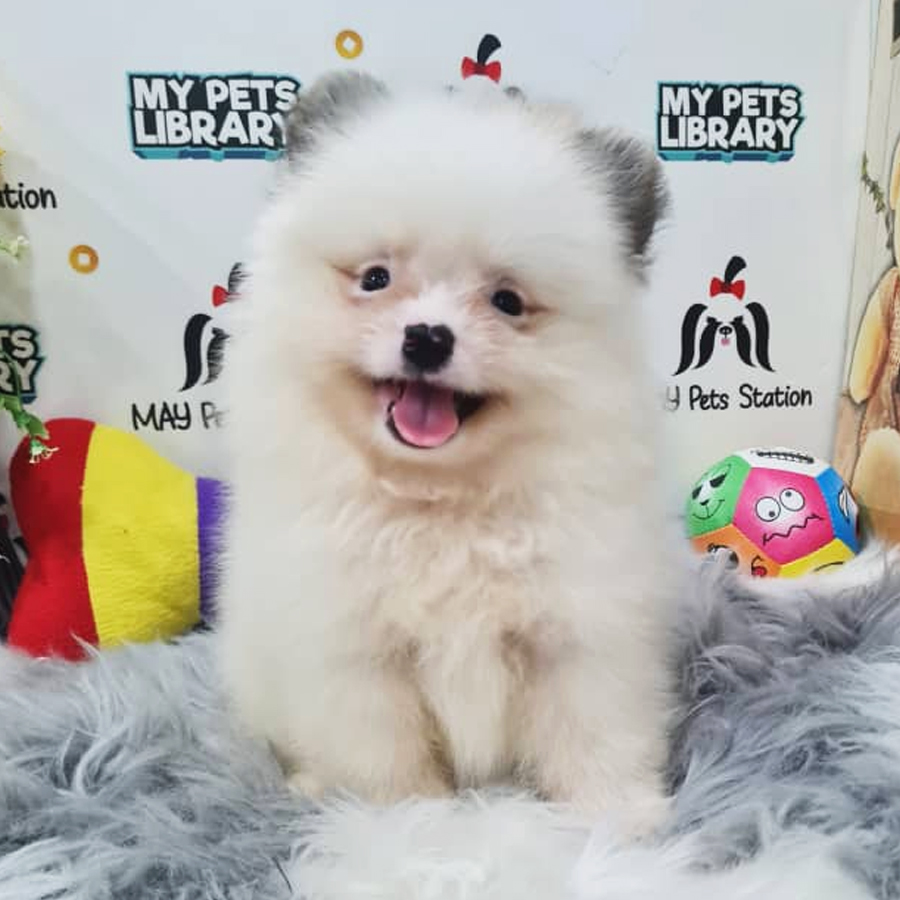 Pomeranian Puppy (Male) For Sale