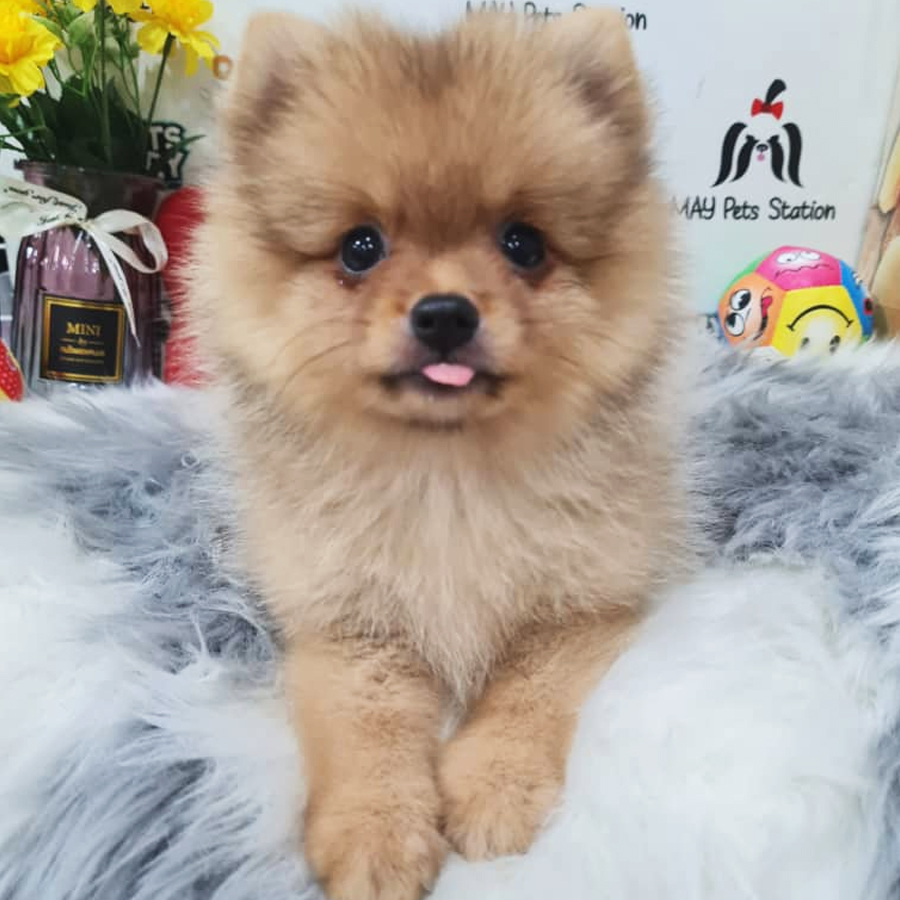 Pomeranian Puppy (Female) For Sale