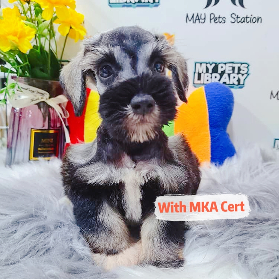 MKA Miniature Schnauzer Puppy (Male) For Sale