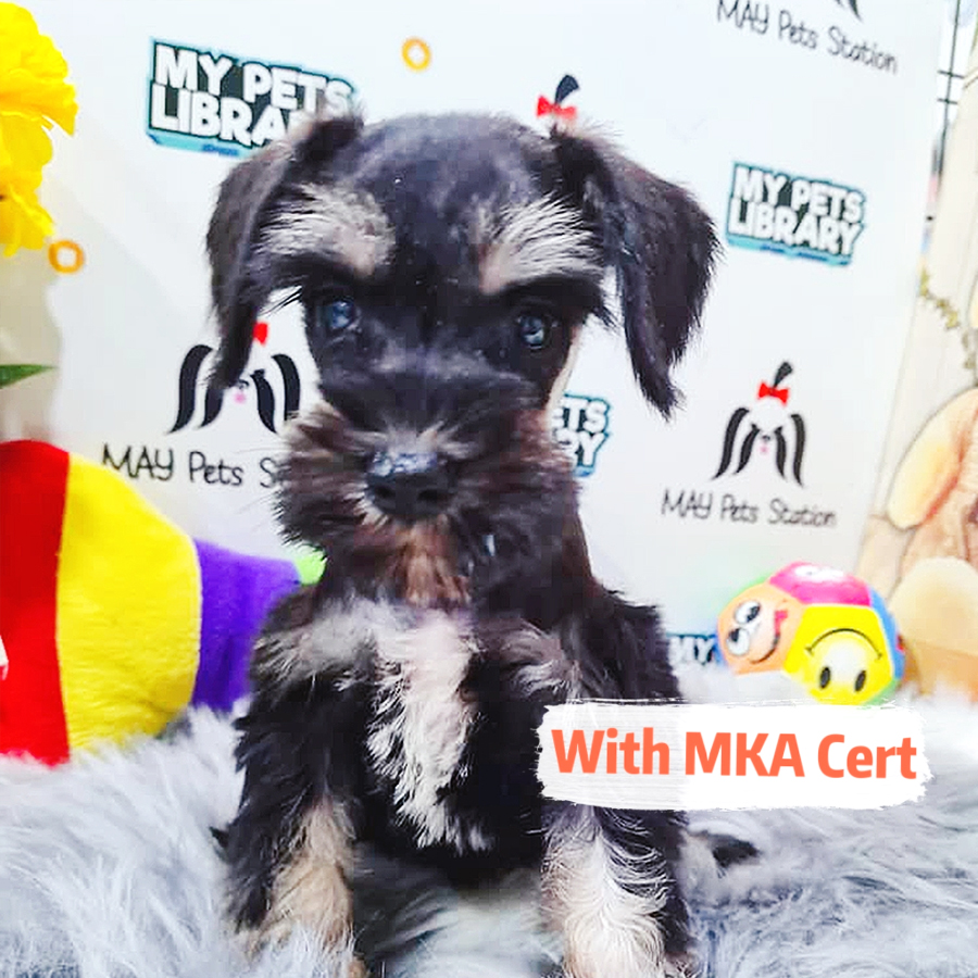 MKA Miniature Schnauzer Puppy (Female) For Sale