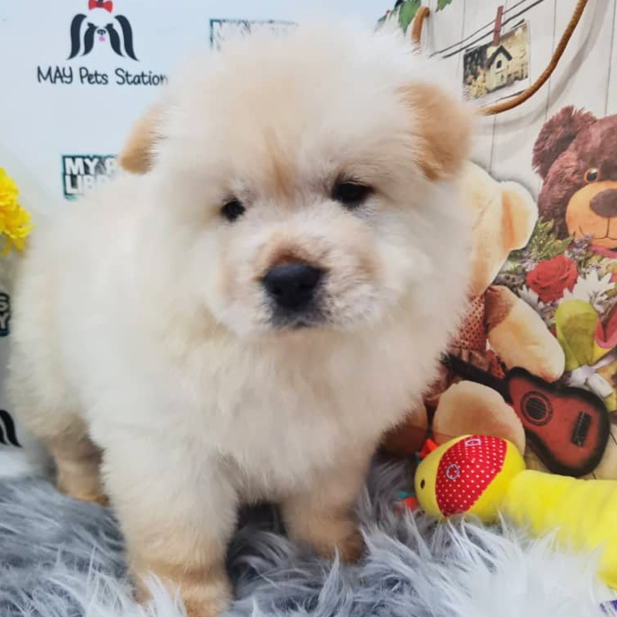 Chow Chow Puppy (Female) For Sale