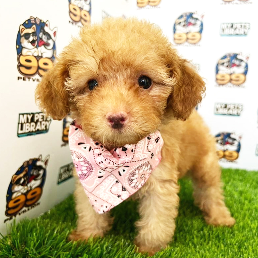 Toy Poodle Puppy (Female) For Sale