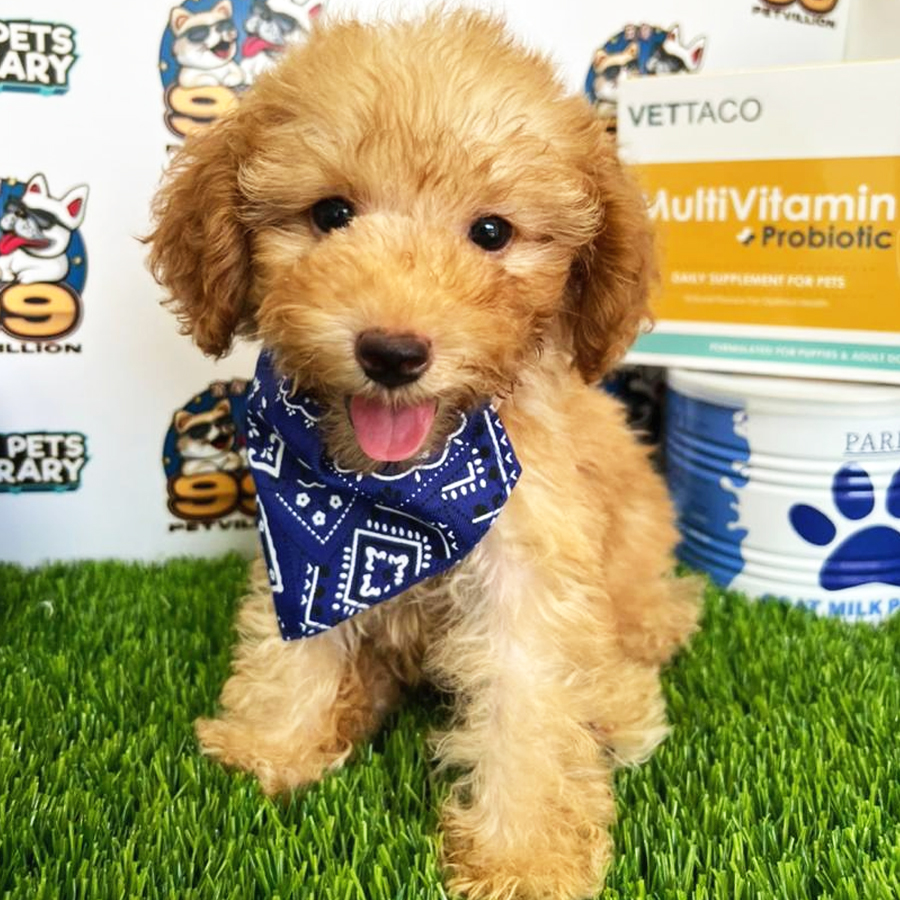Toy Poodle Puppy (Male) For Sale