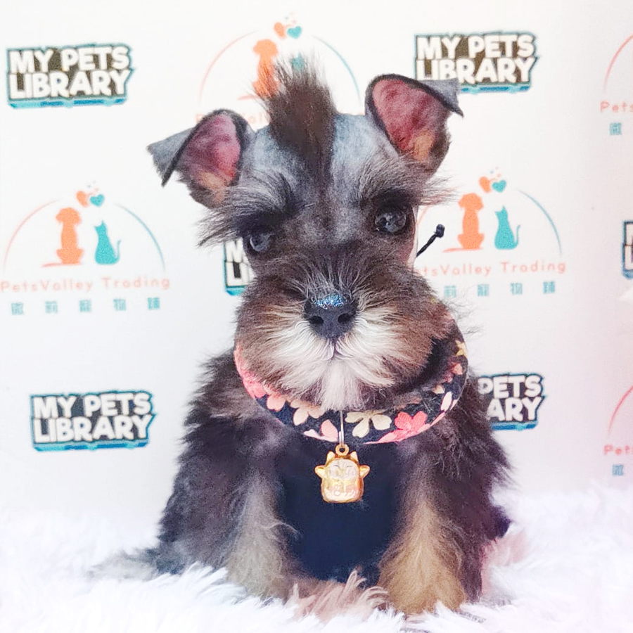 Mini Schnauzer Puppy (Male) For Sale
