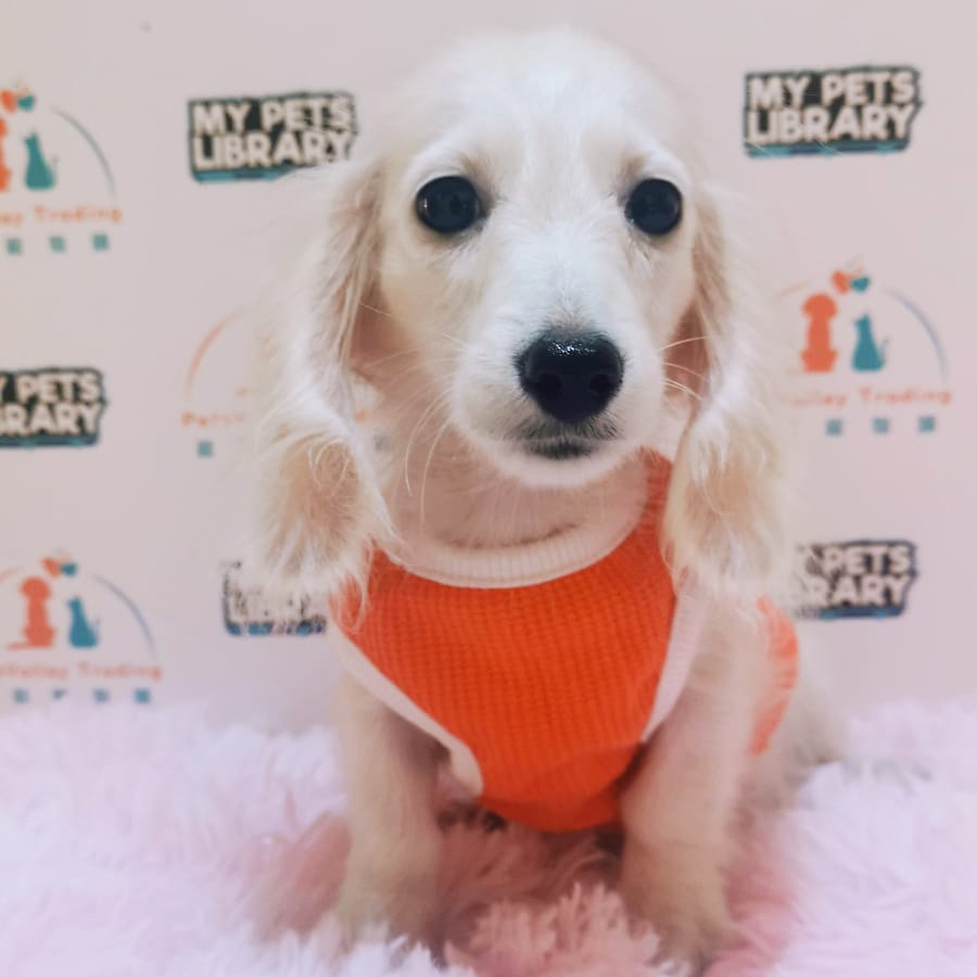 Long Hair Dachshund Puppy (Male) For Sale