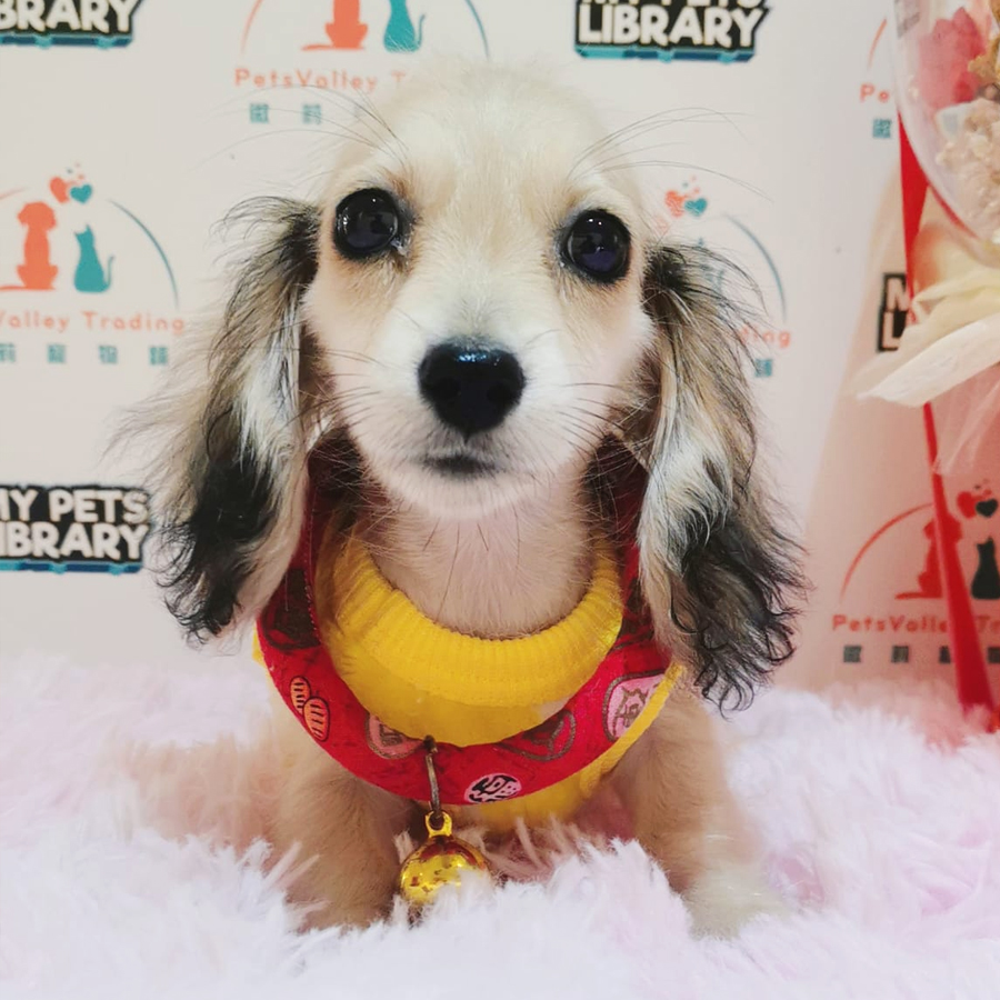 Long Hair Dachshund Puppy (Male) For Sale