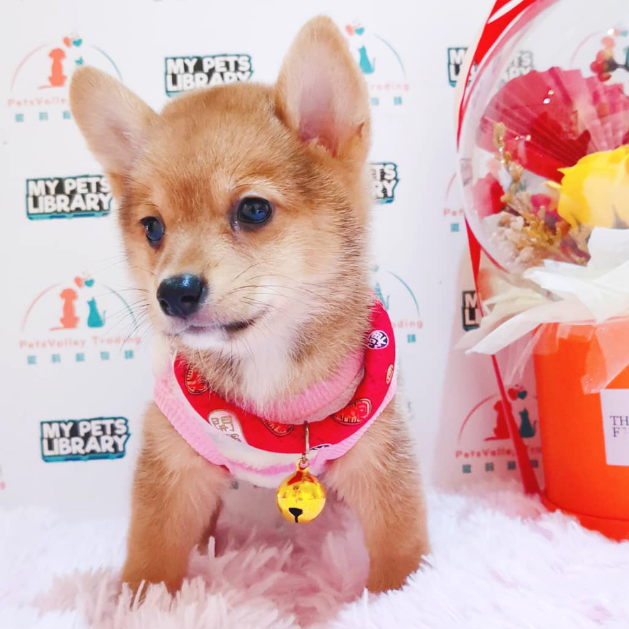Shiba Inu Puppy (Female) For Sale