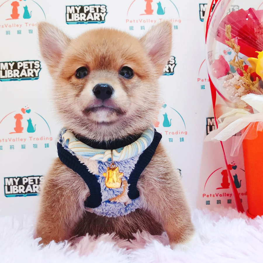 Shiba Inu Puppy (Male) For Sale