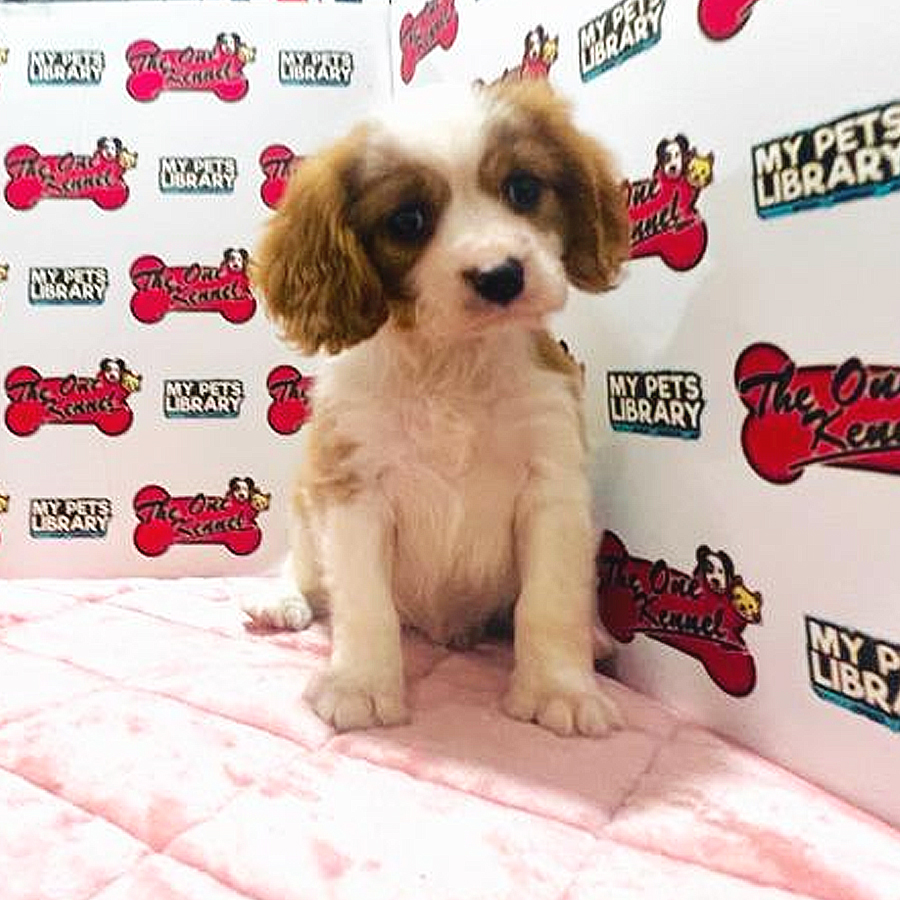 MKA Cavalier King Charles Spaniel Puppy (Male) For Sale