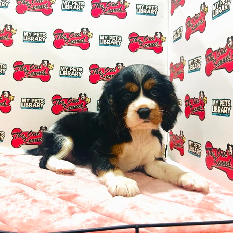 MKA Cavalier King Charles Spaniel Puppy (Male) For Sale