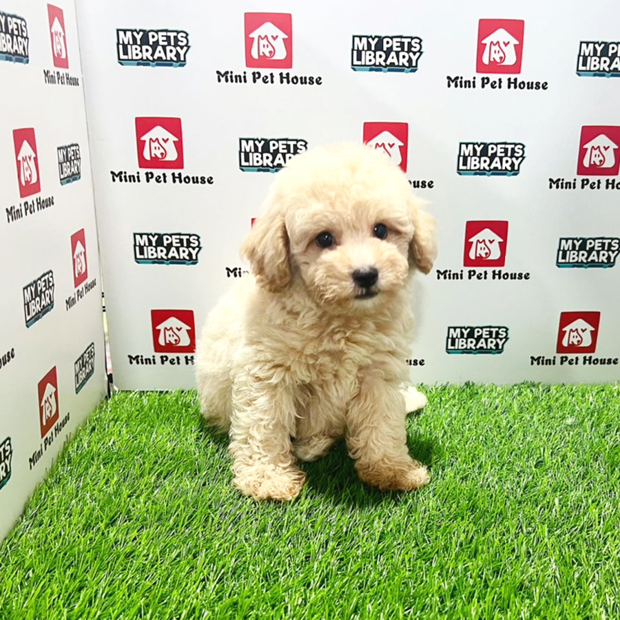 East MalaysiaToy Poodle Puppy (Male) For Sale