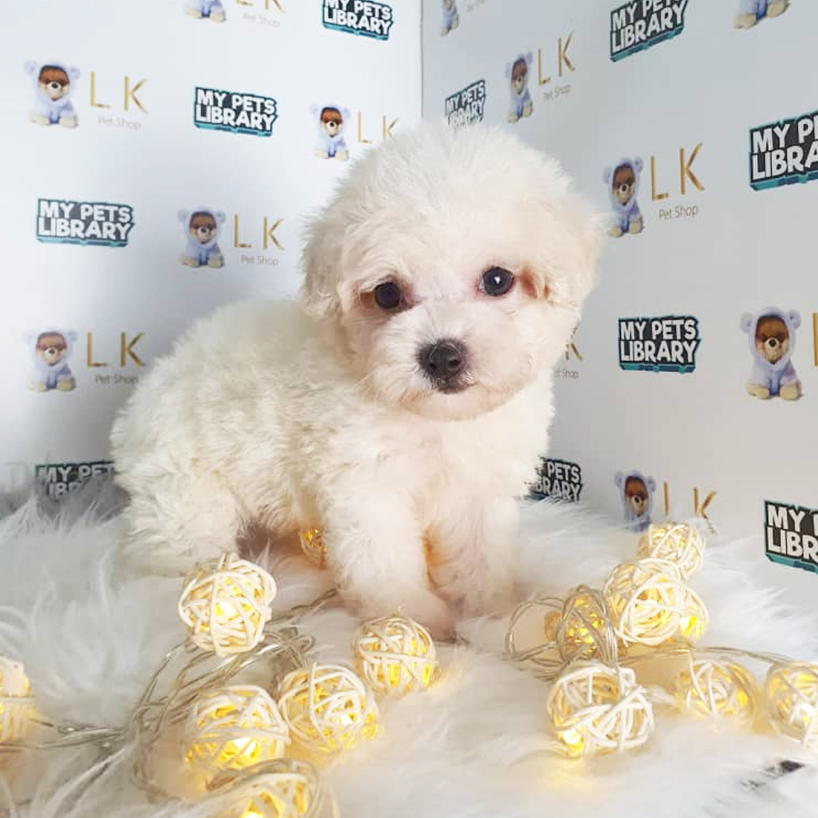 Toy Poodle Puppy (Male) For Sale