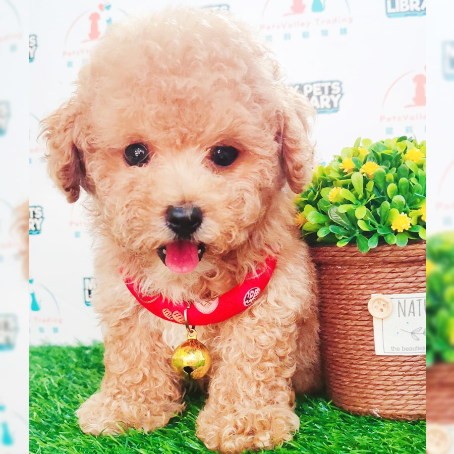Toy Poodle Puppy (Male) For Sale