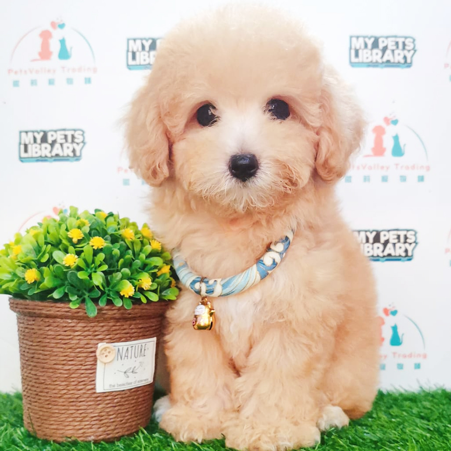 Maltipoo Puppy (Female) For Sale