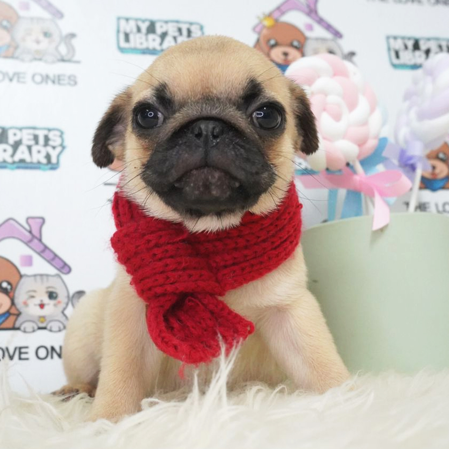 Pug Puppy (Female) For Sale
