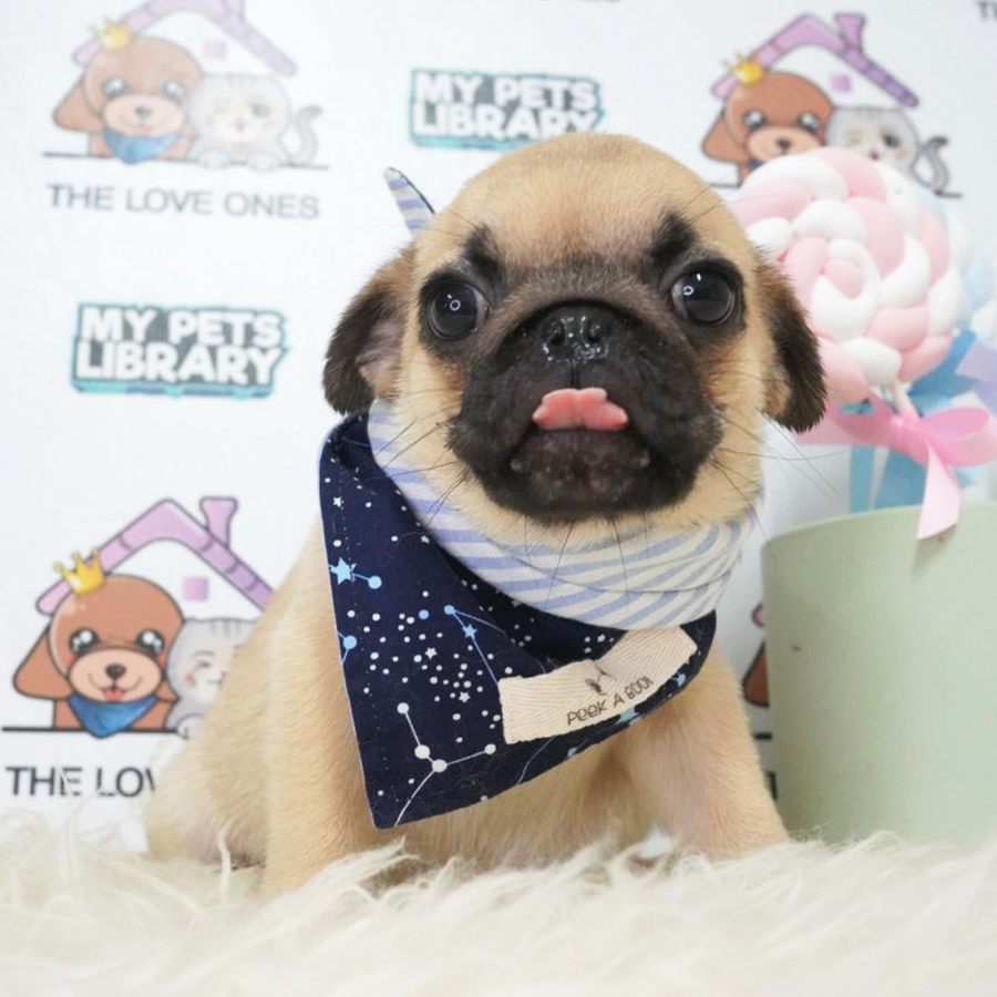 Pug Puppy (Male) For Sale