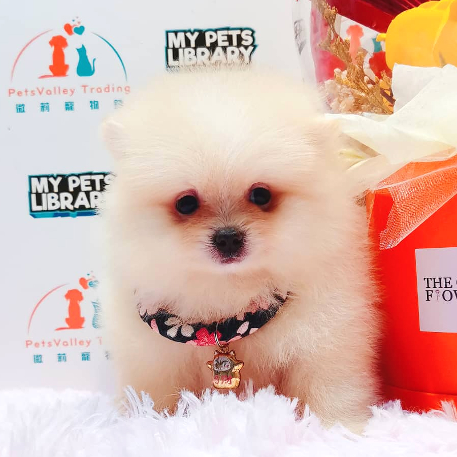Pomeranian Puppy (Male) For Sale