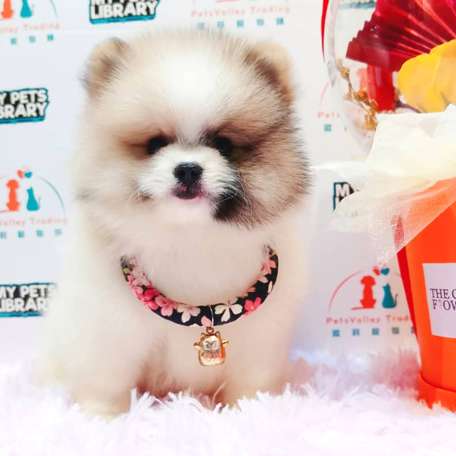Pomeranian Puppy (Male) For Sale
