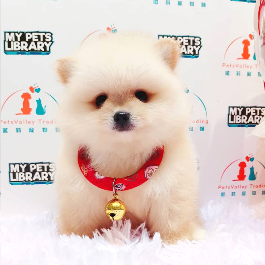 Pomeranian Puppy (Male) For Sale