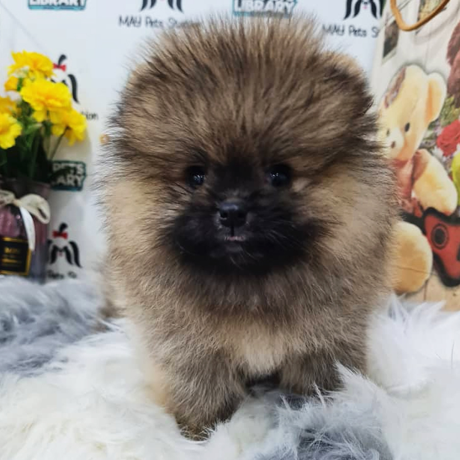 Pomeranian Puppy (Male) For Sale