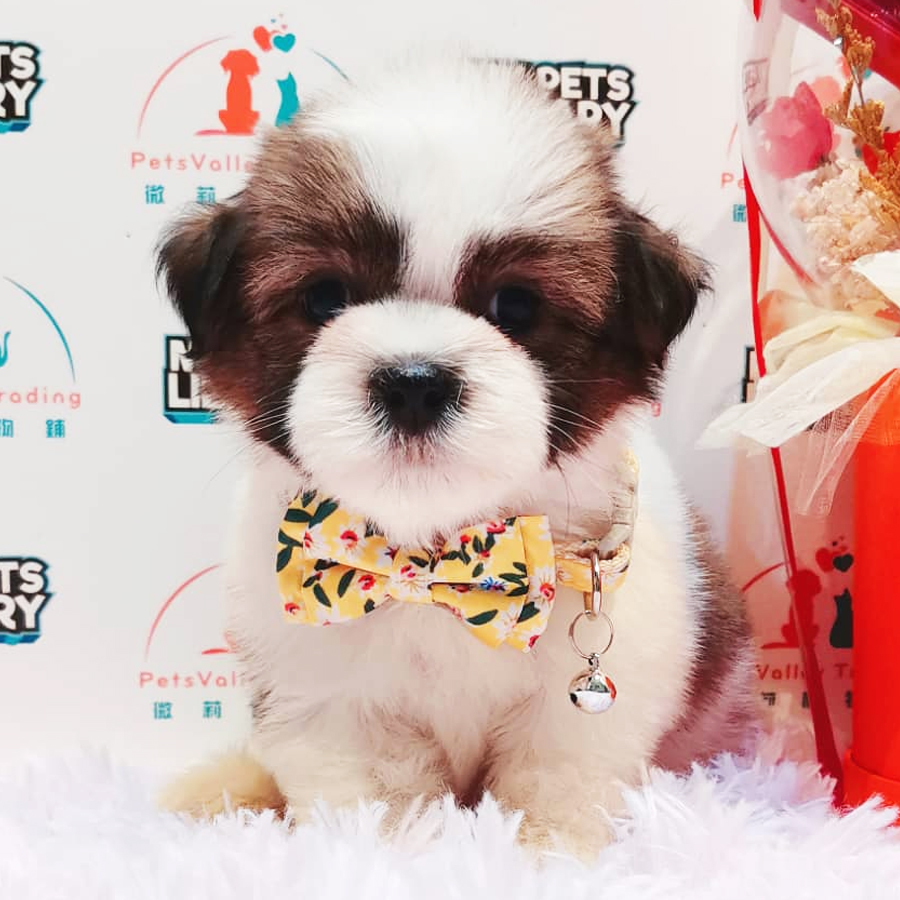 Shih Tzu Puppy (Male) For Sale
