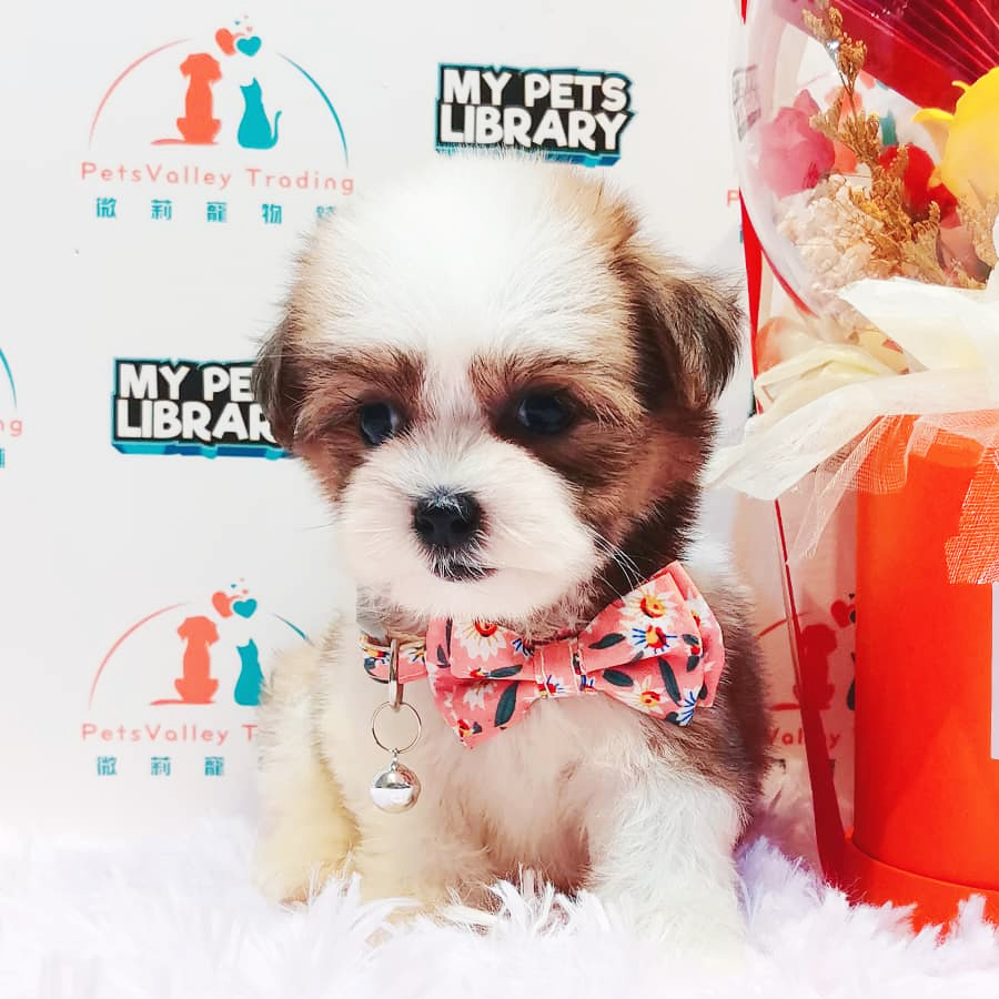Shih Tzu Puppy (Female) For Sale