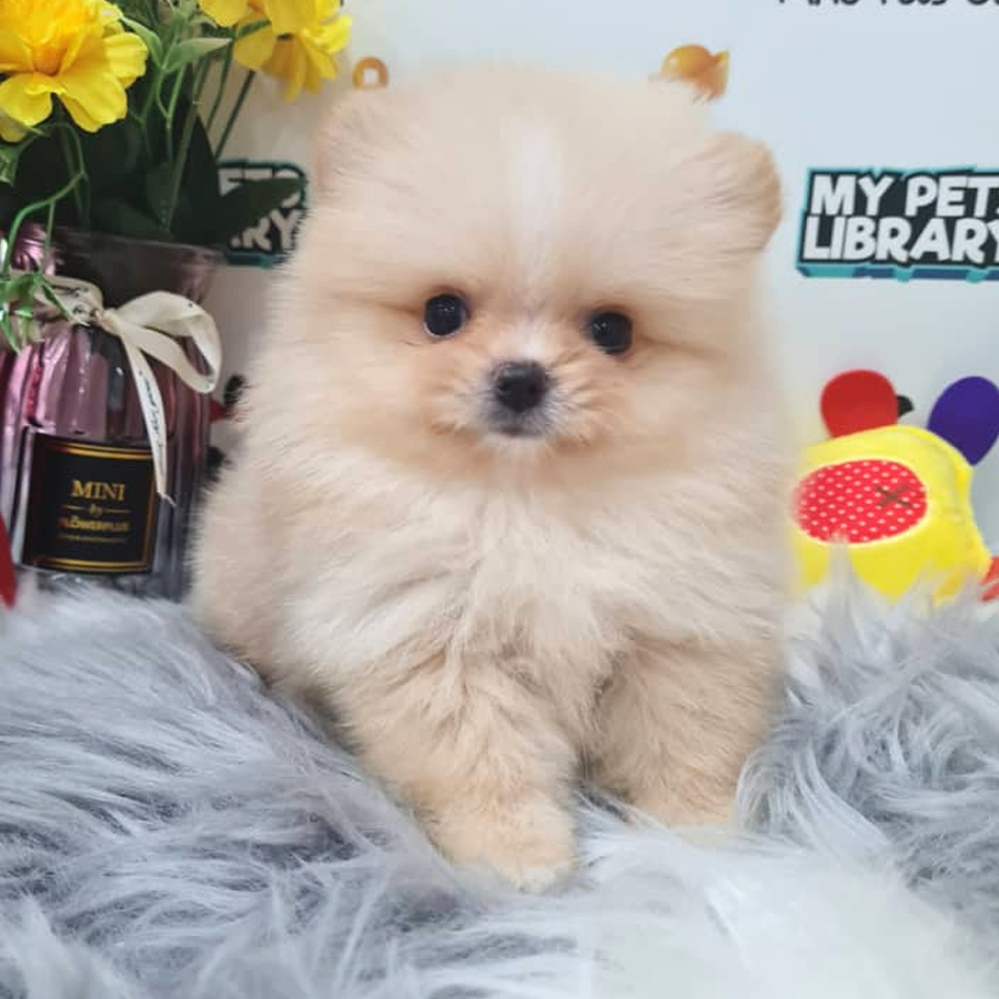 Tiny Pomeranian Puppy (Male) For Sale