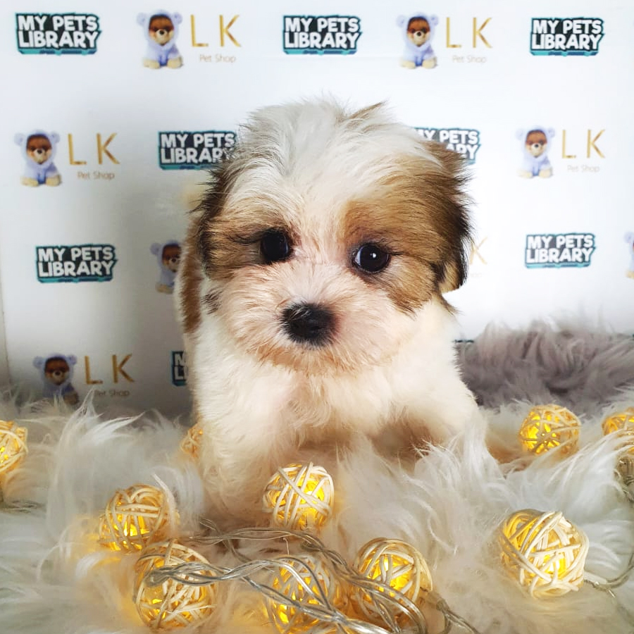 Shih Tzu Puppy (Female) For Sale
