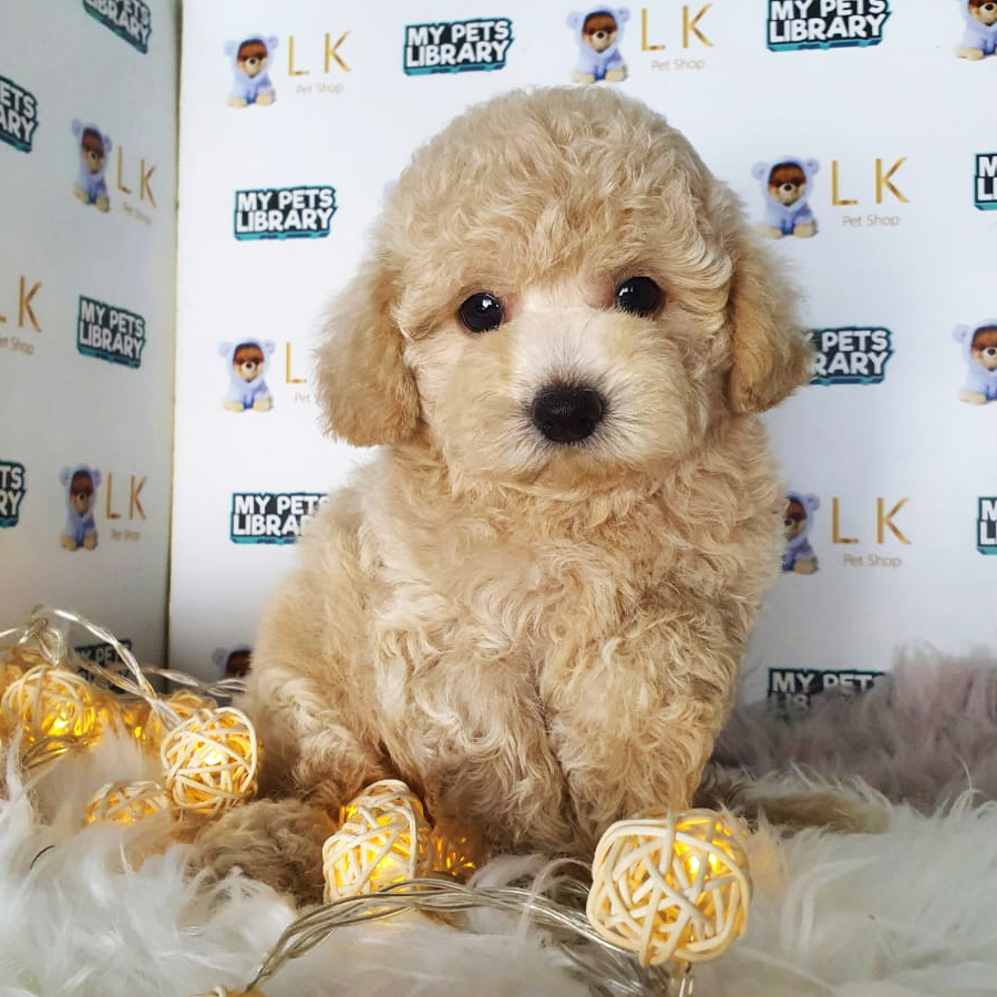 Toy Poodle Puppy (Male) For Sale