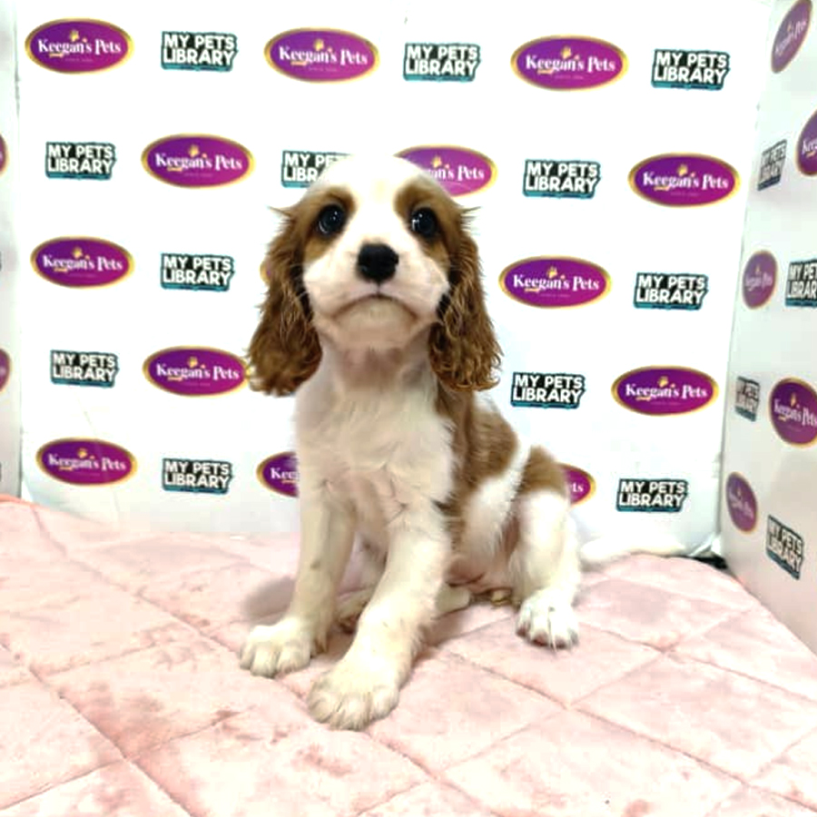 MKA Cavalier King Charles Spaniel Puppy (Female) For Sale