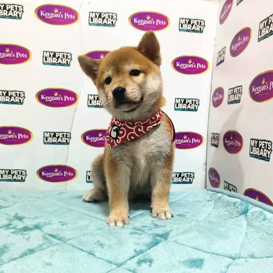 MKA Shiba Inu Puppy (Male) For Sale