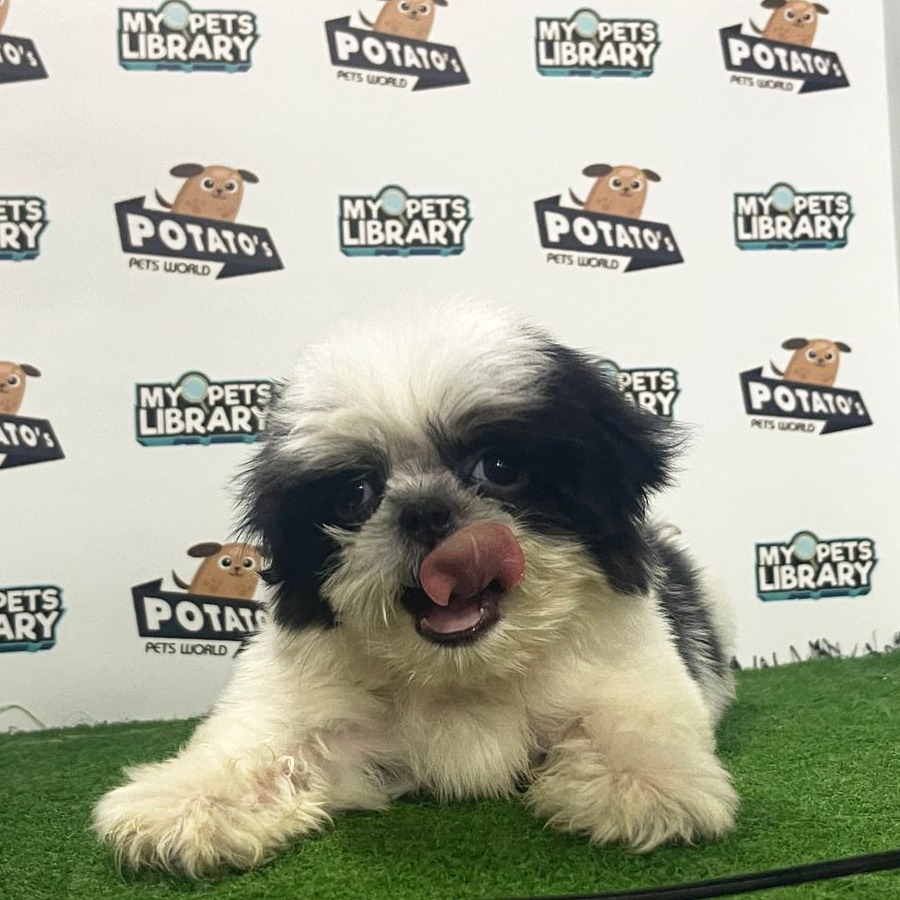 Shih Tzu Puppy (Female) For Sale