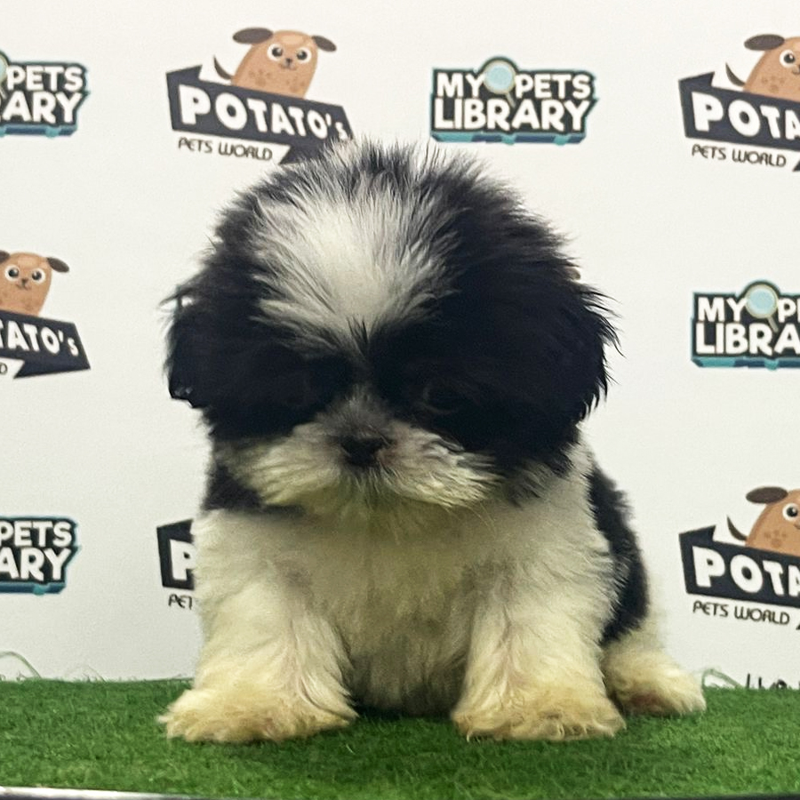 Shih Tzu Puppy (Female) For Sale