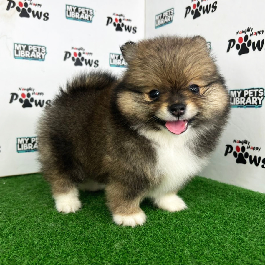 Pomeranian Puppy (Female) For Sale