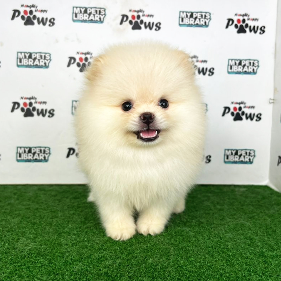 Pomeranian Puppy (Female) For Sale