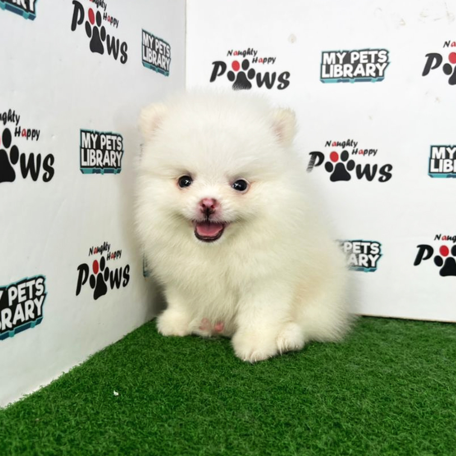 Pomeranian Puppy (Female) For Sale