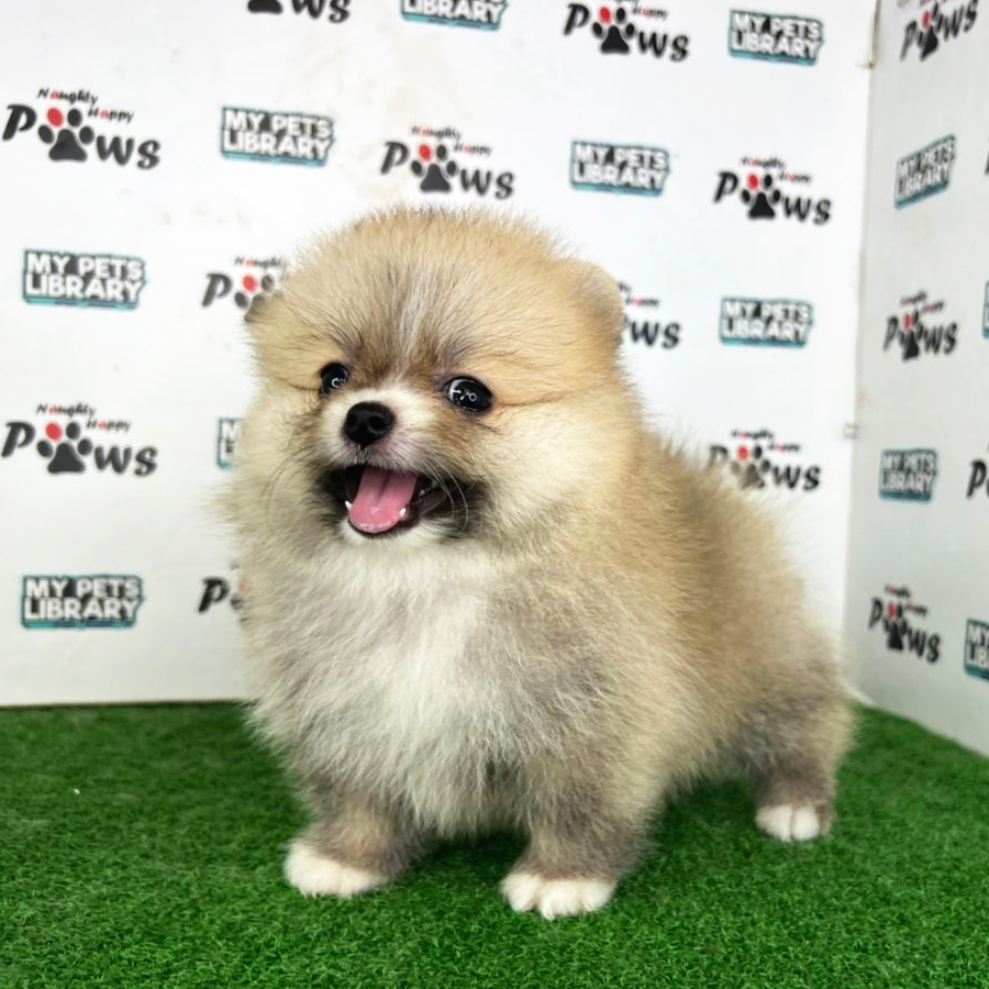 Pomeranian Puppy (Female) For Sale