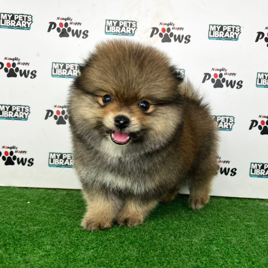 Pomeranian Puppy (Male) For Sale