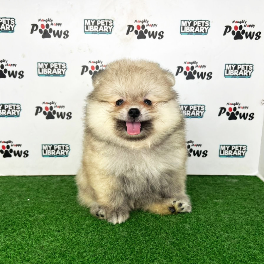 Pomeranian Puppy (Male) For Sale