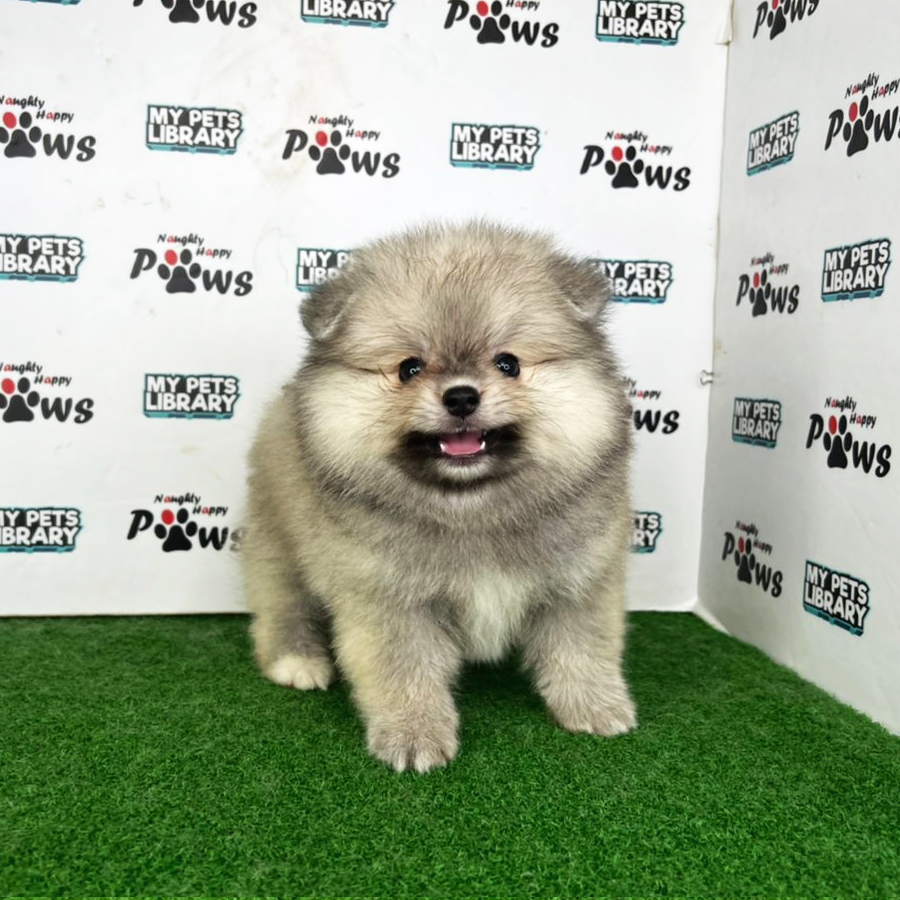 Pomeranian Puppy (Male) For Sale