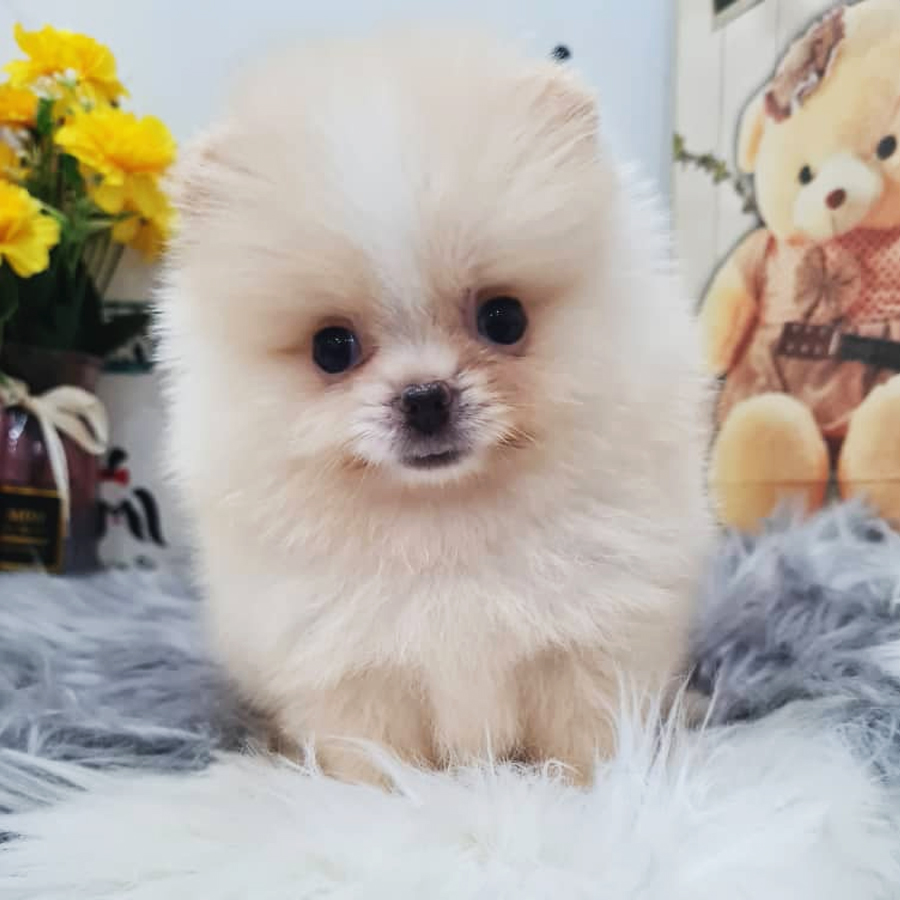 Tiny Pomeranian Puppy (Male) For Sale