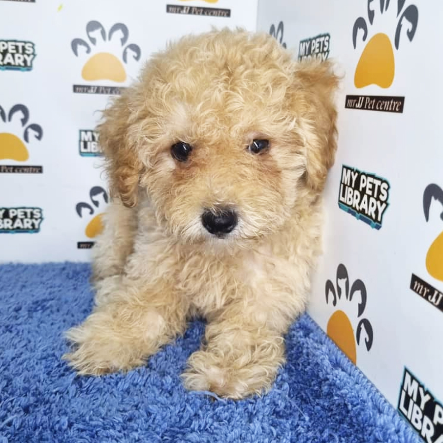 Toy Poodle Puppy (Male) For Sale