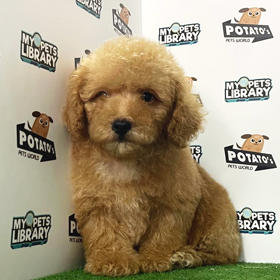 Toy Poodle Puppy (Male) For Sale