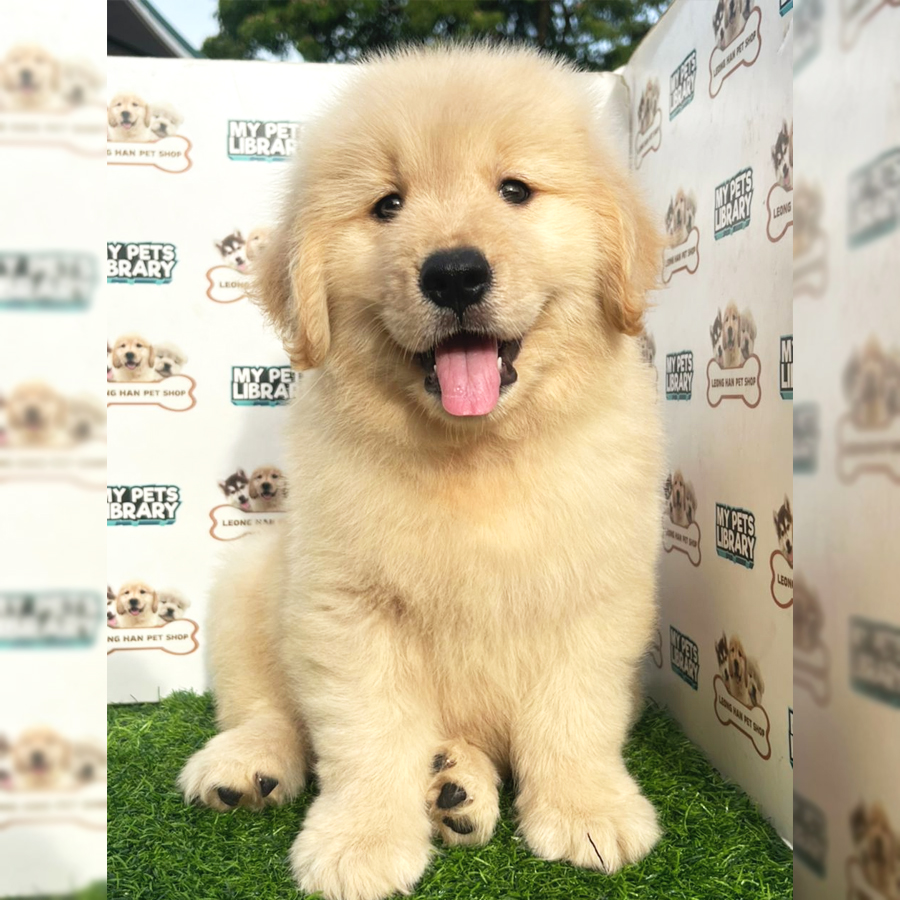 Golden Retriever Puppy (Male) For Sale